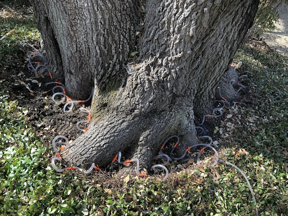 Detailed Tree Cabling and Bracing job site in Andover